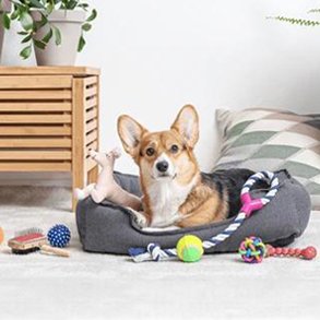 Kæledyr & tilbehør